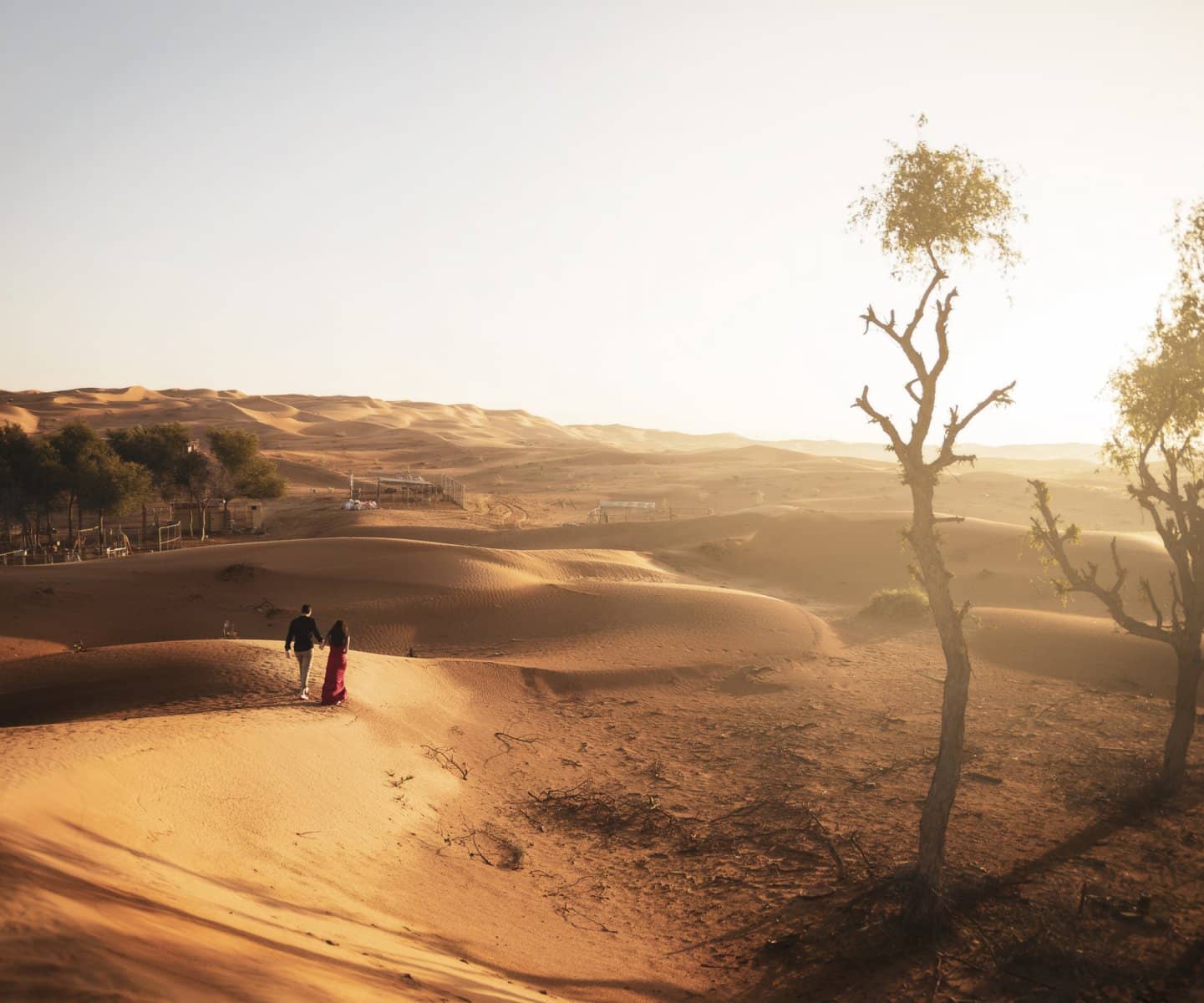 Figures beneath a lone desert tree at golden hour