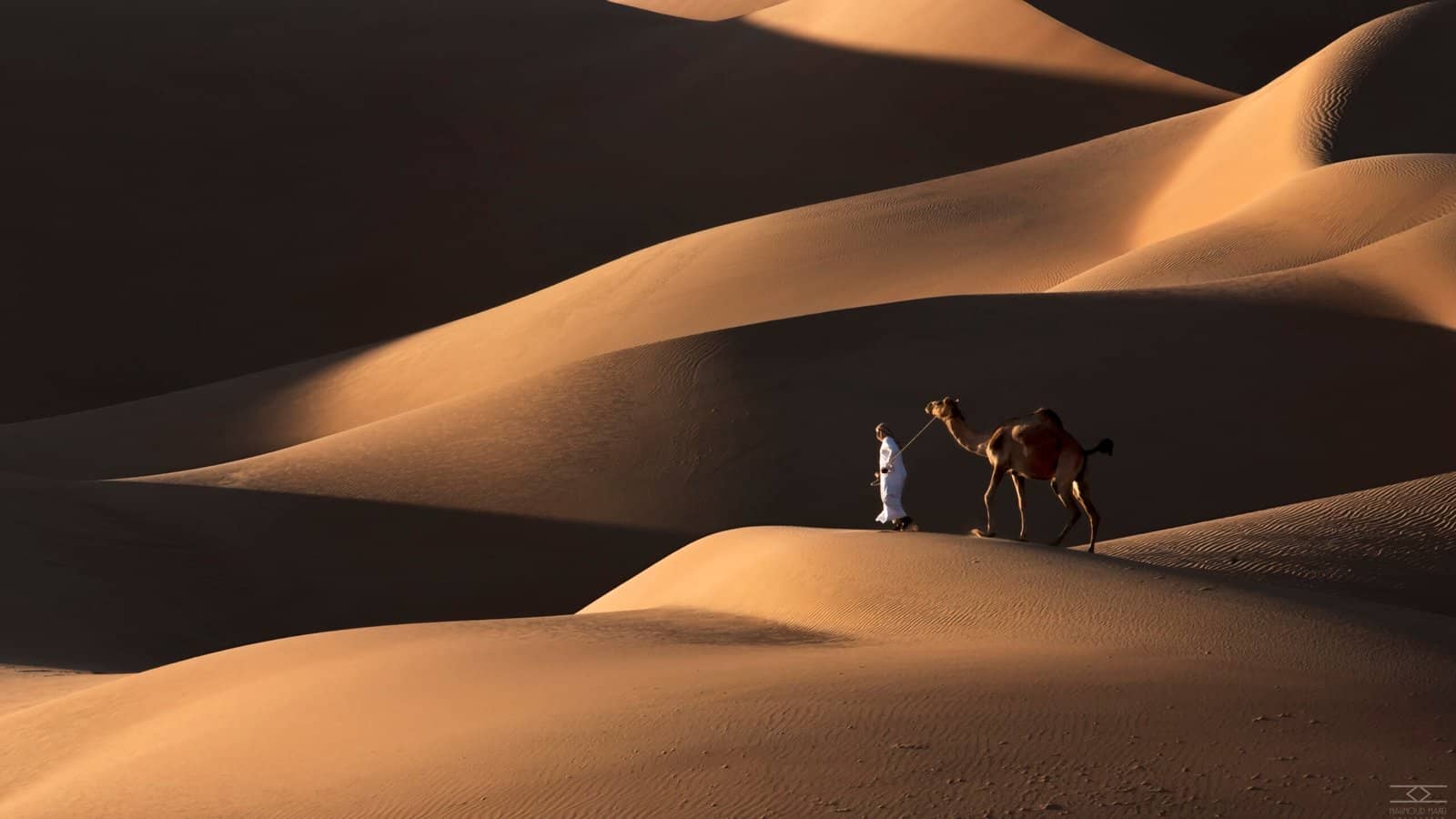 Camels crossing the Liwa dunes