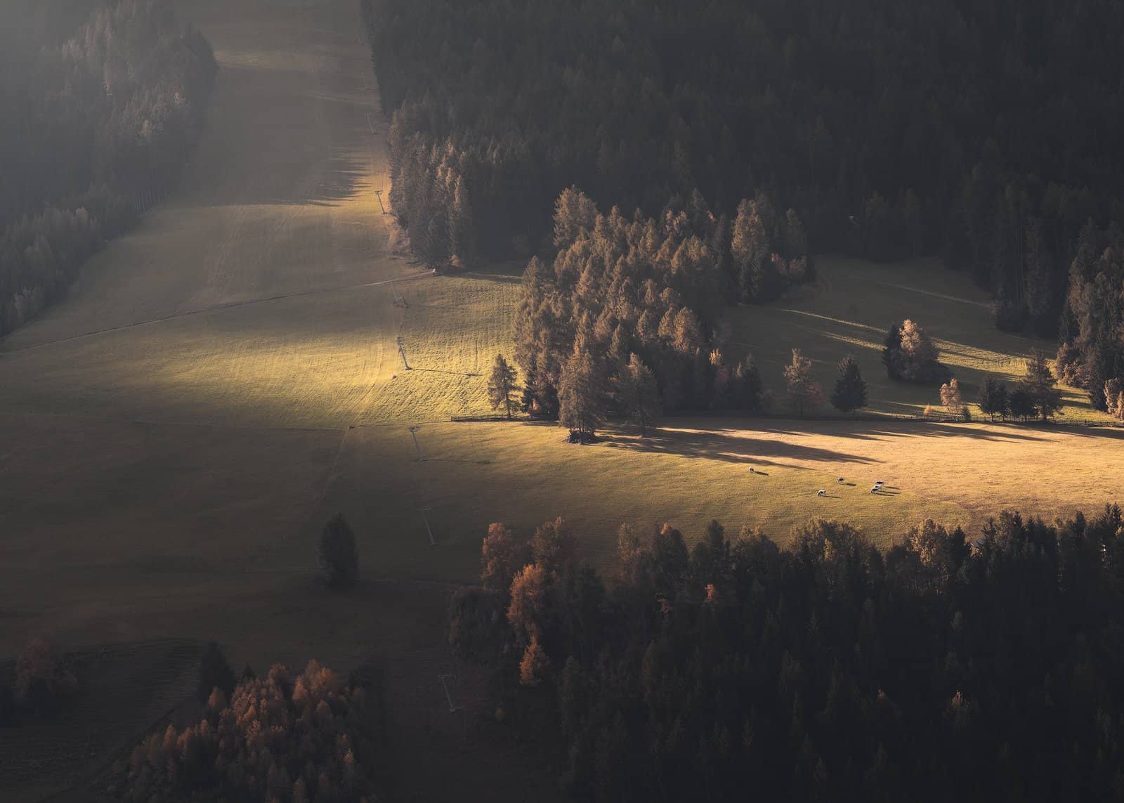Misty forest in soft morning light